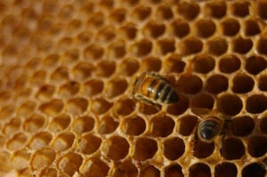 bees