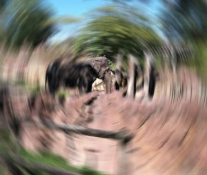 Elephant sees everything MGD©